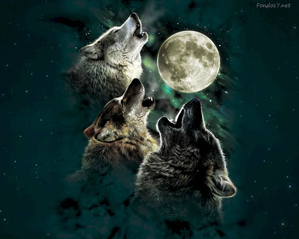 Wolf and moon