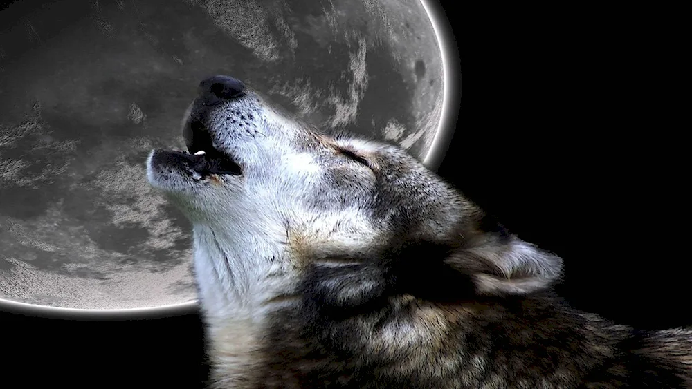 Wolf and the moon