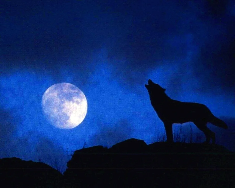 Wolf and the moon