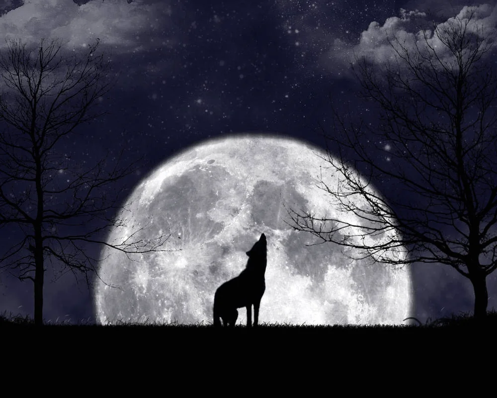 Wolf howls at the moon