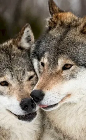 Wolf and wolf