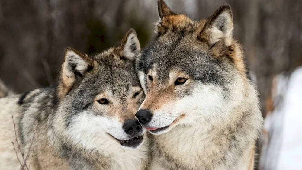 Wolf and wolf