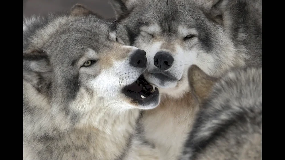 Wolf and wolf love