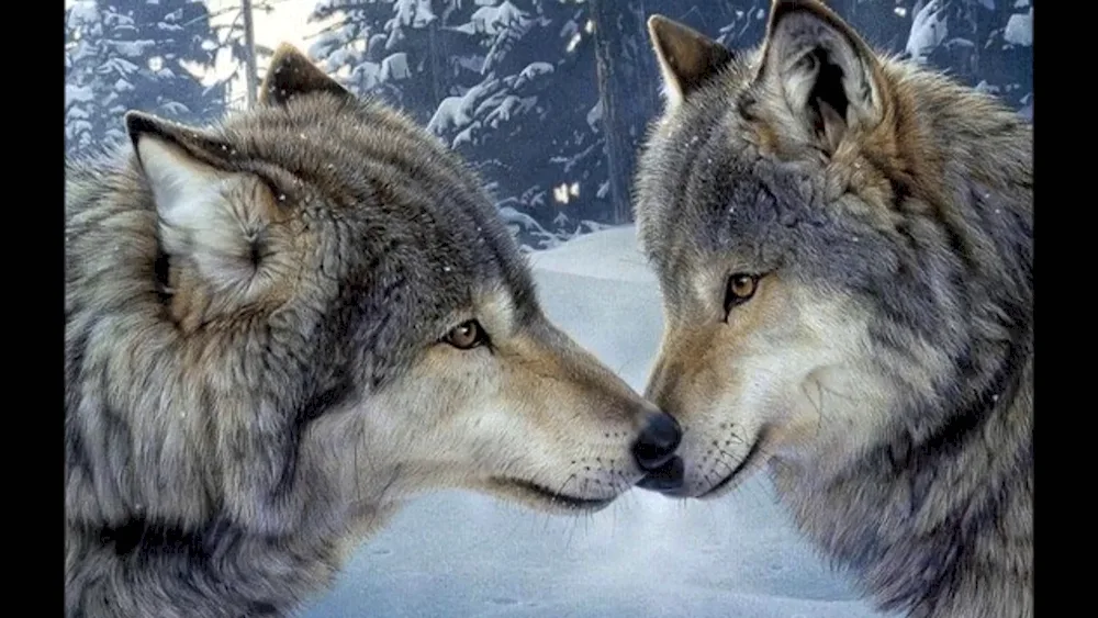 Wolf and wolf love