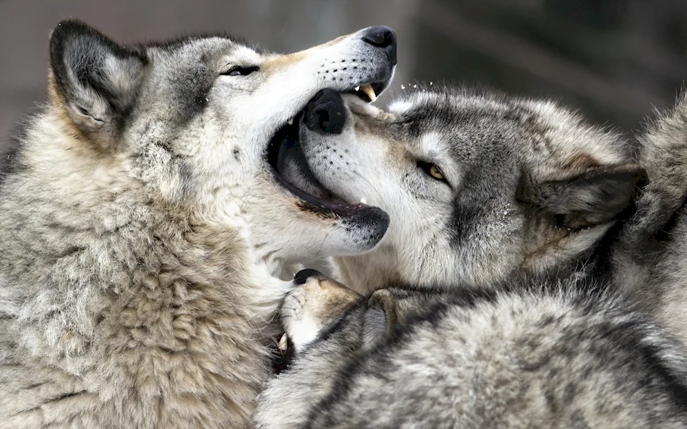 Wolf and wolf love