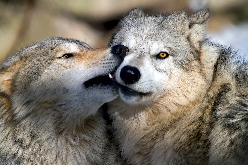 Wolf and wolf love