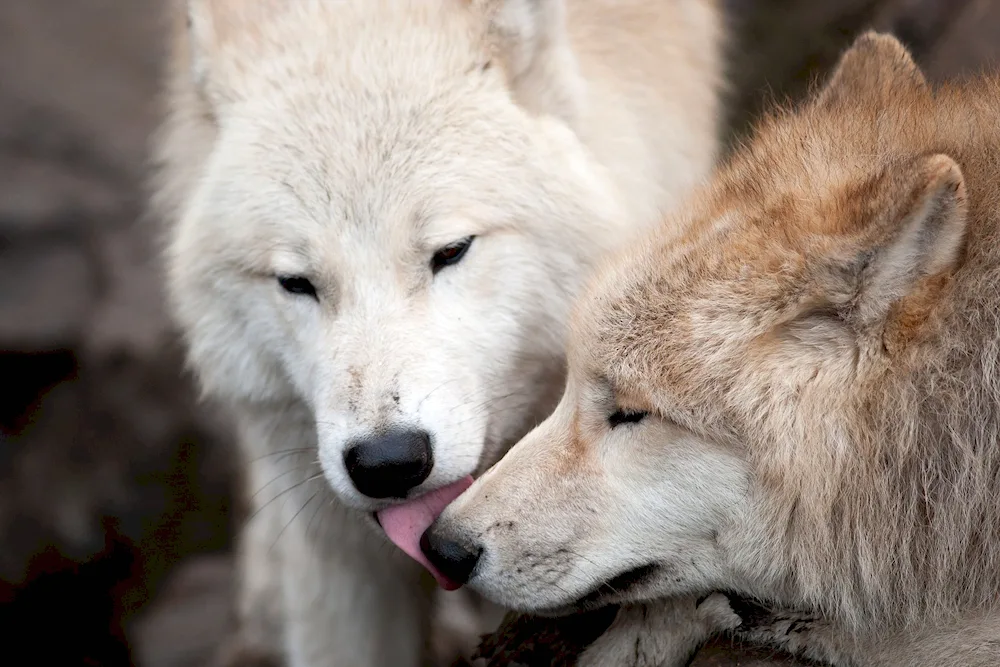 Wolf and she-wolf love