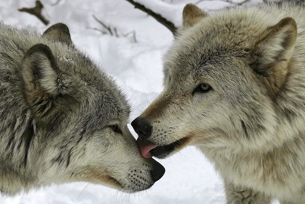 Pair Wolf and she-wolf loveWolf and she-wolf loveTwo wolvesWolf and she-wolfCanis Lupus cubanensisCanis Lupus cubanensisWolf loyalty to she-wolfWolf and she-wolfBeautiful wolfWolf and she-wolfWhite she-wolf and black wolf