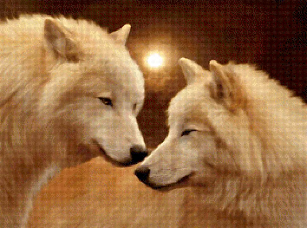 Wolf and she-wolf picture