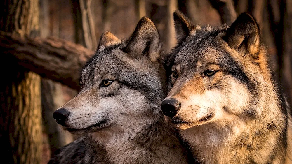 Wolf and wolf differences