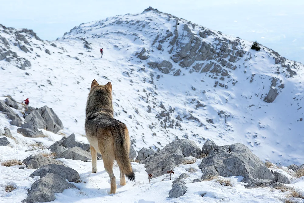 Southern Rocky Mountains wolf