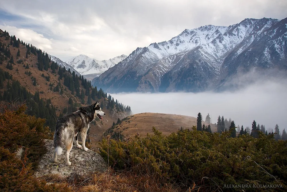 Altai dog