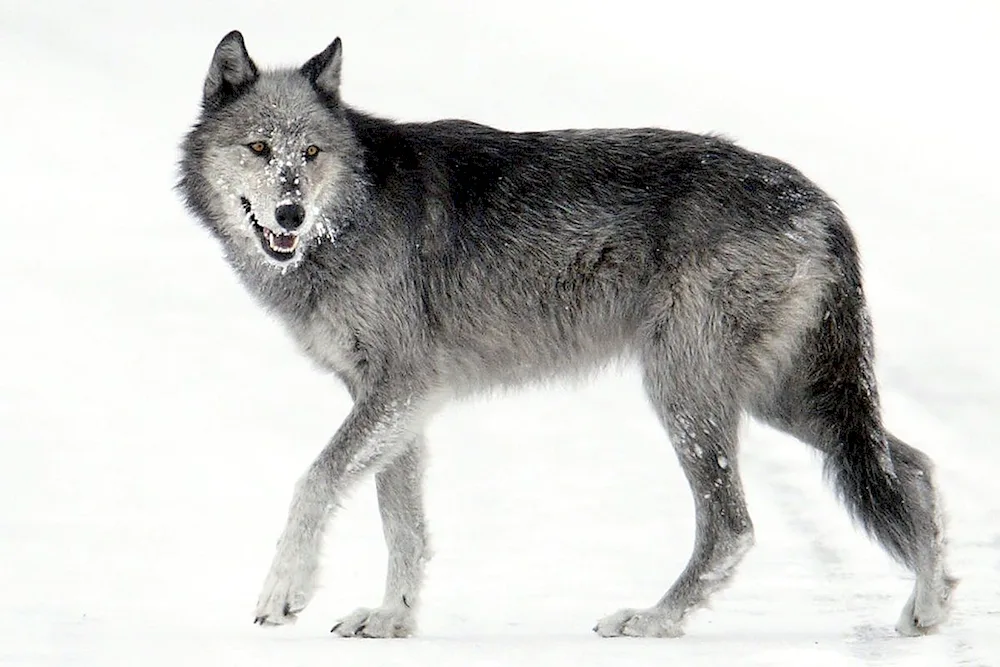 Wolf on a white background