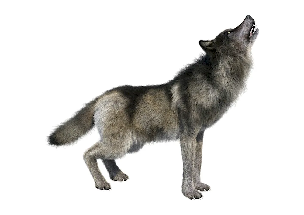 Mosbach wolf