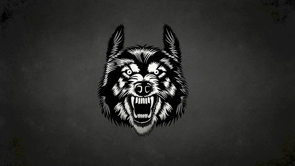 Wolf on black background