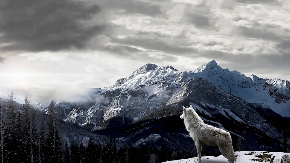 Wolf on the mountain