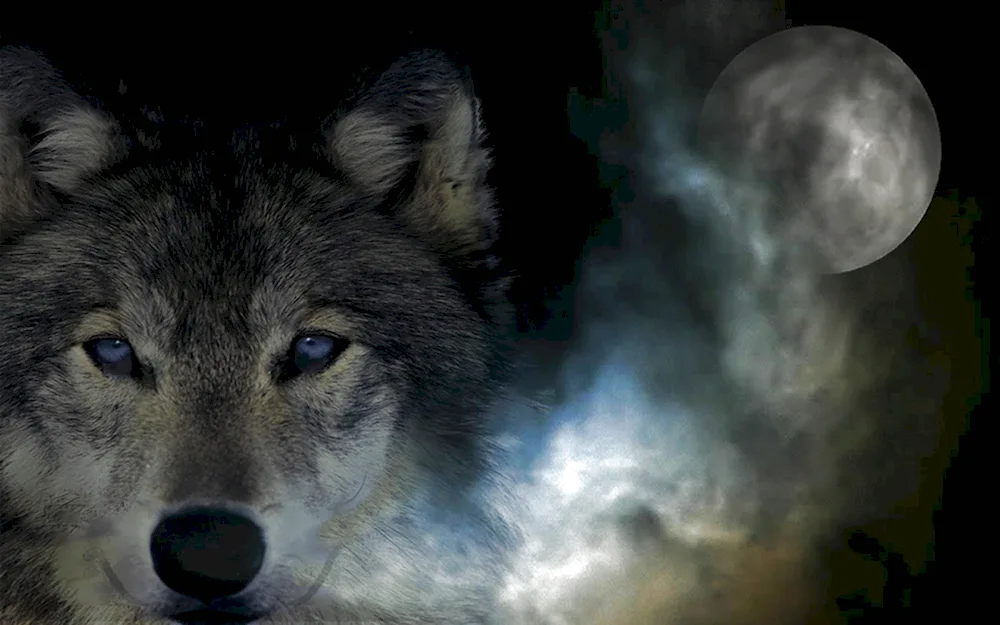 Wolf wallpaper