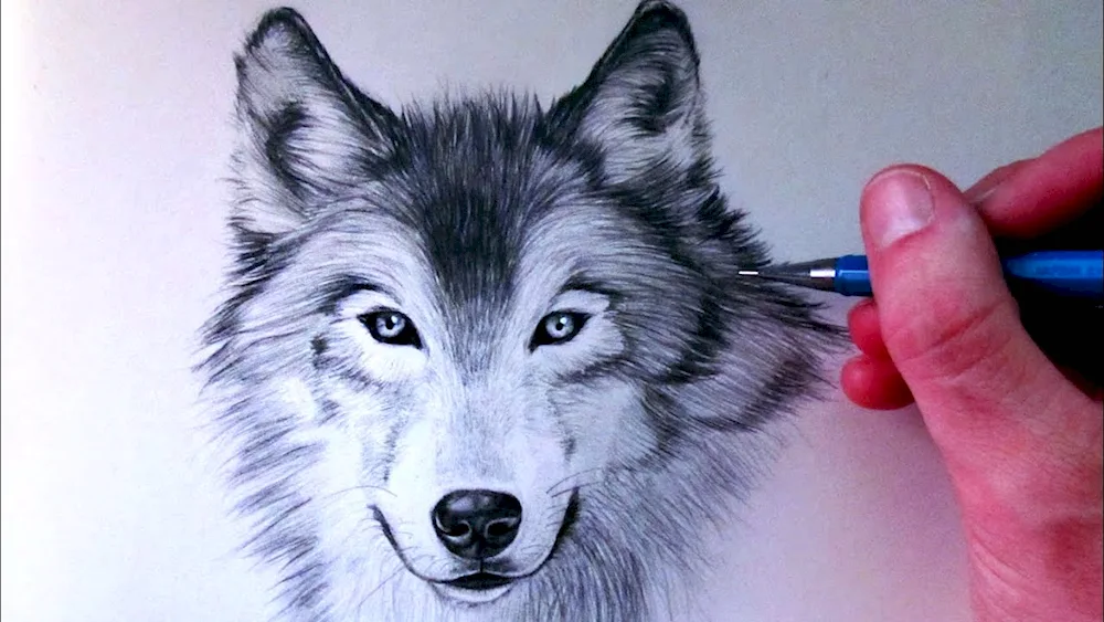Wolf drawing