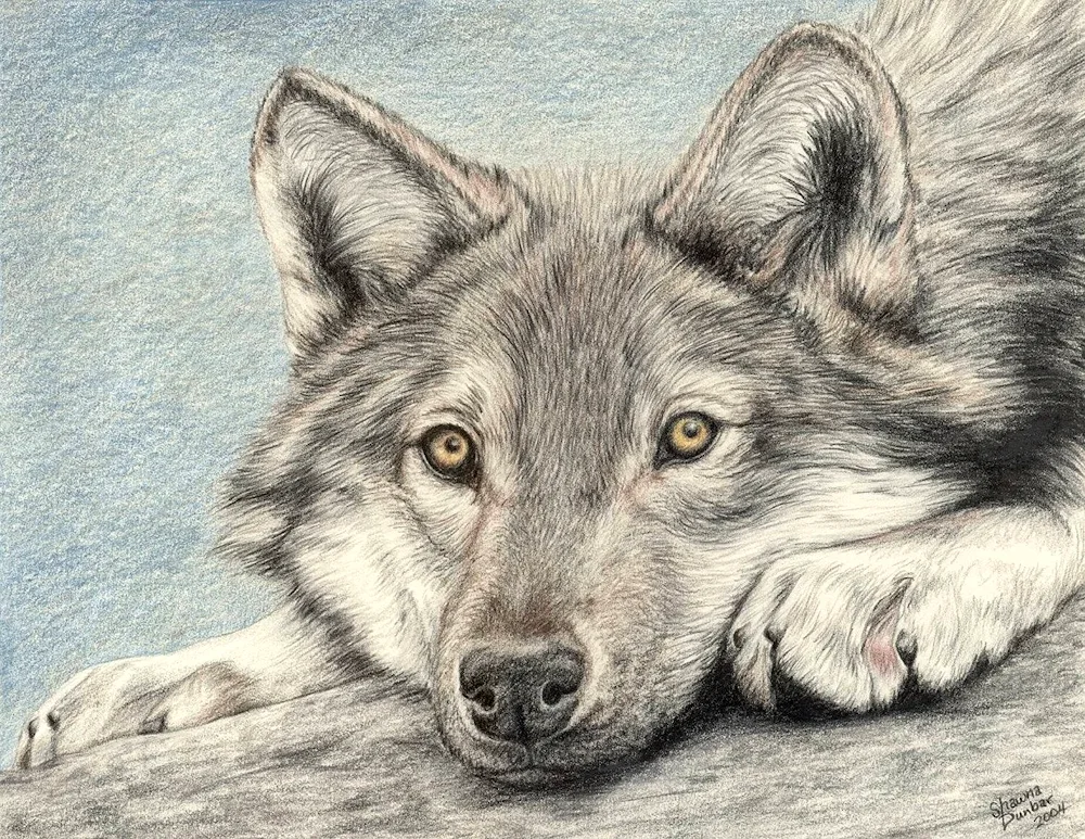 Wolf drawing