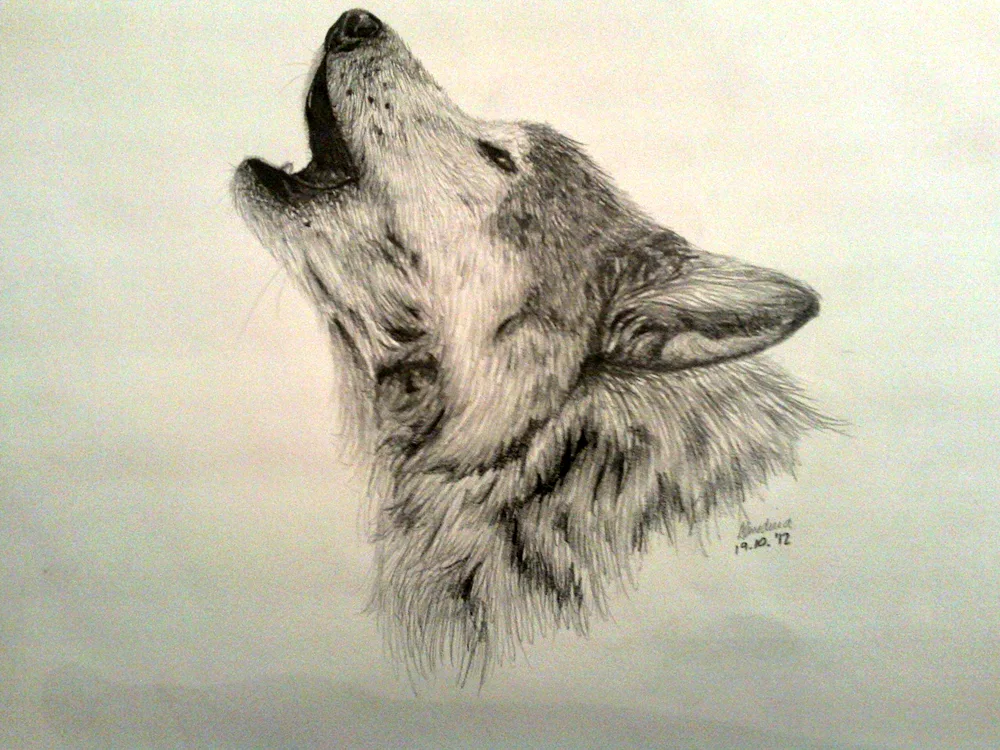 Wolf drawing