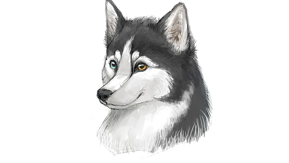 Wolf drawing