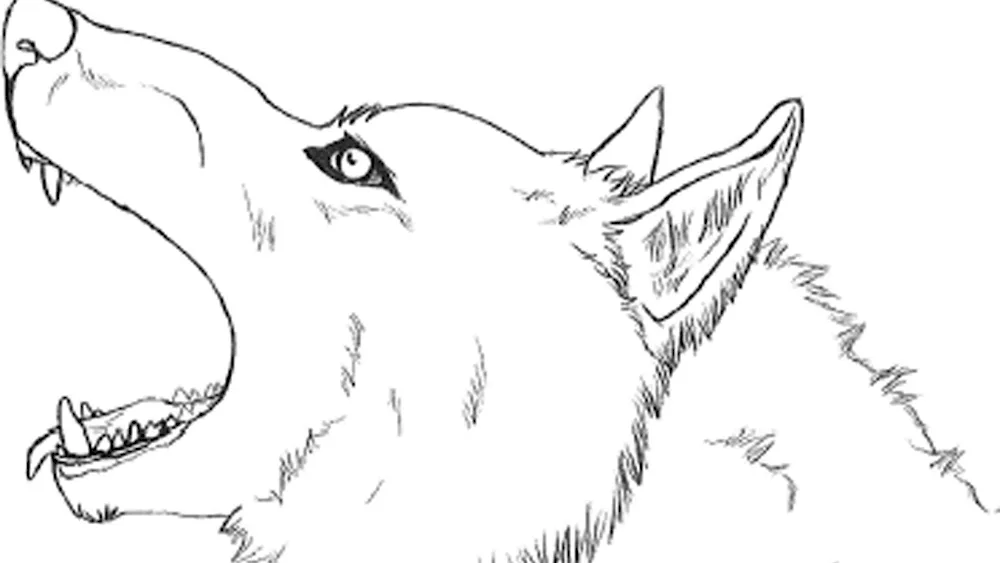 Wolf drawing