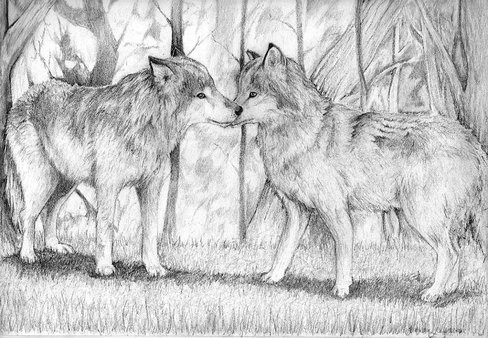 Wolf drawing