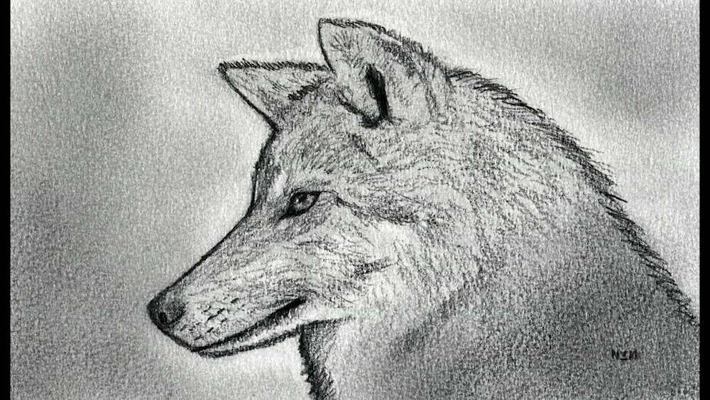Wolf drawing
