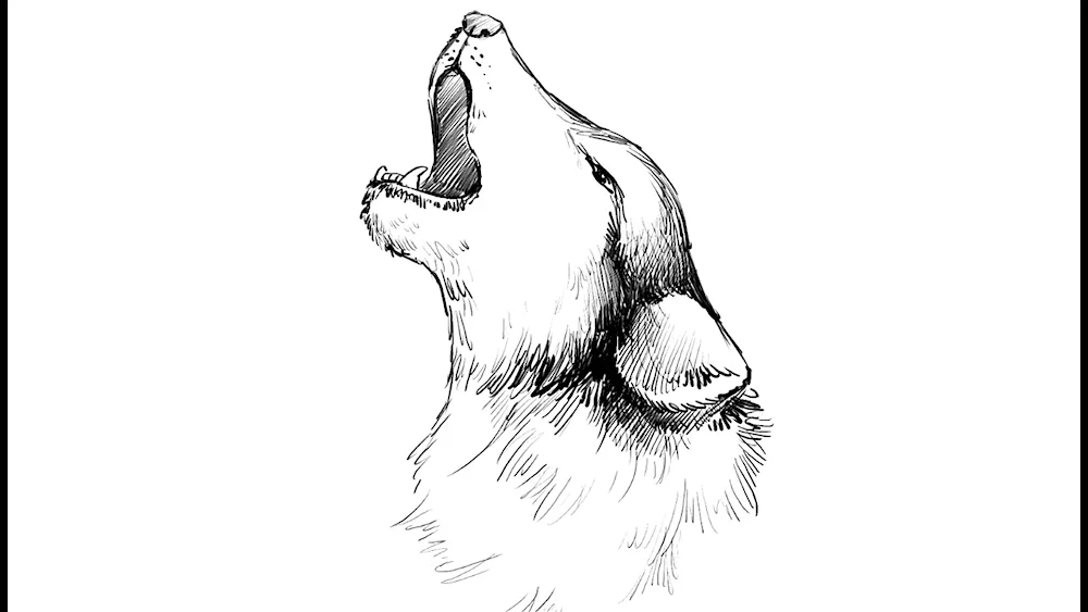 Wolf drawing