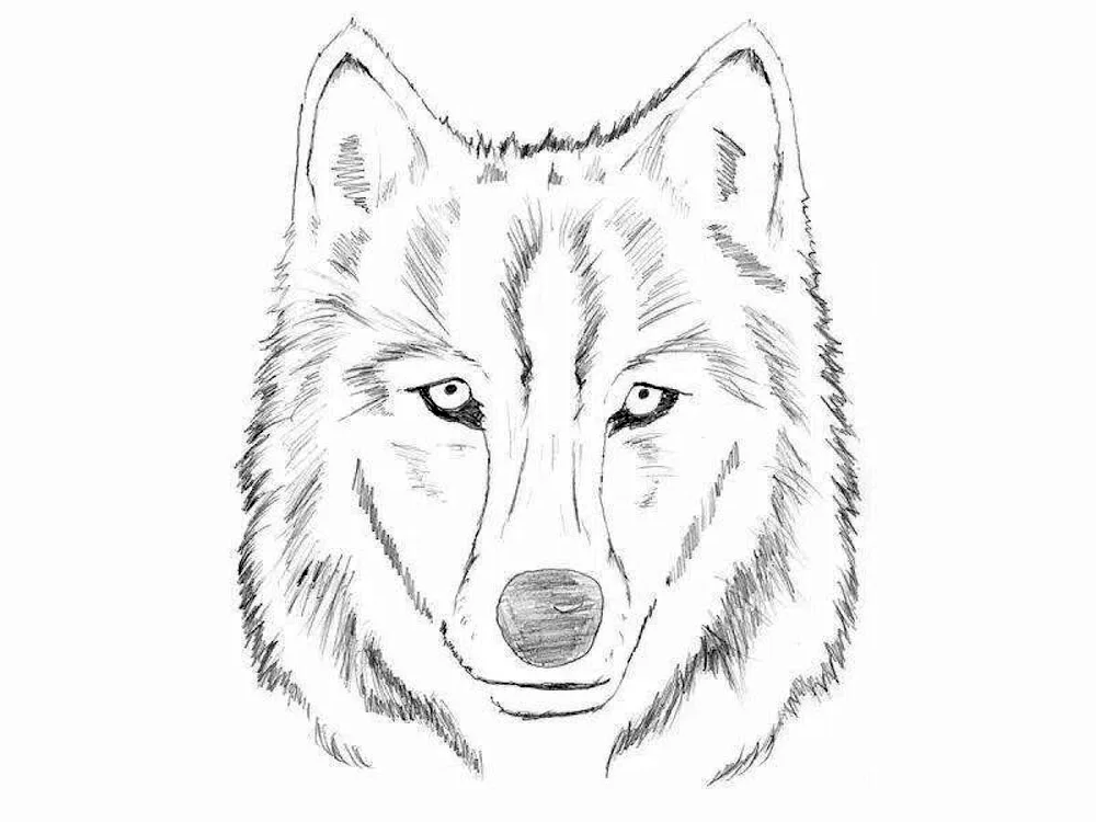 Wolf drawing