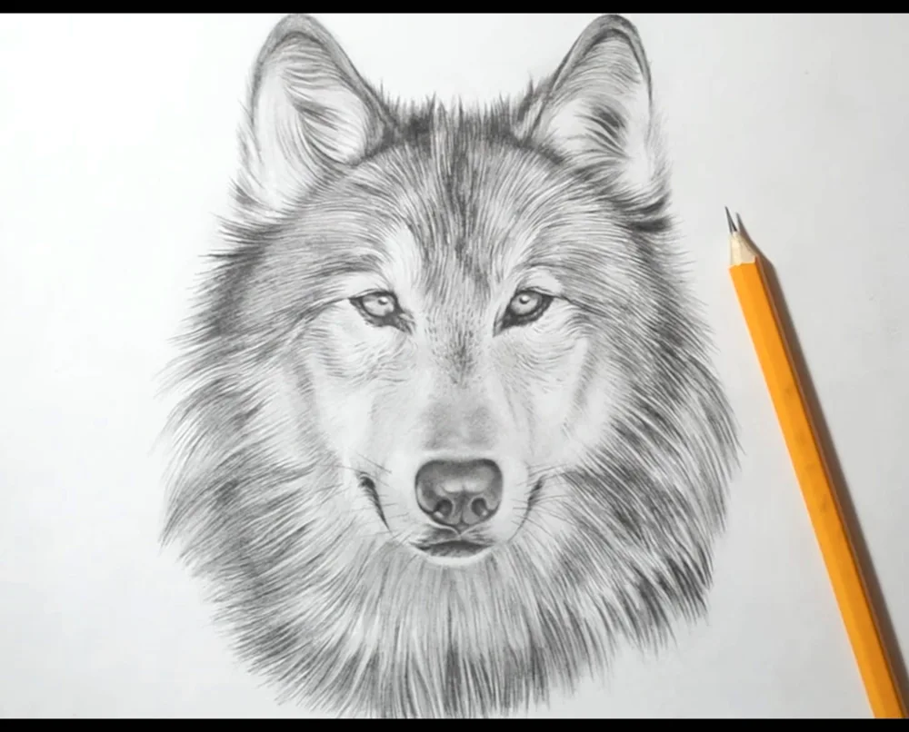 Wolf drawing
