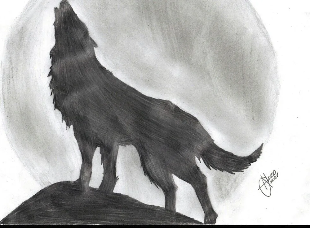 Wolf drawing