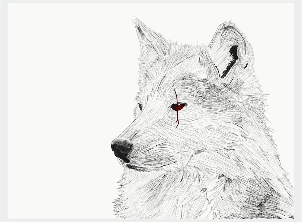 Wolf drawing
