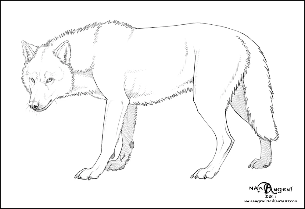 Wolf drawing