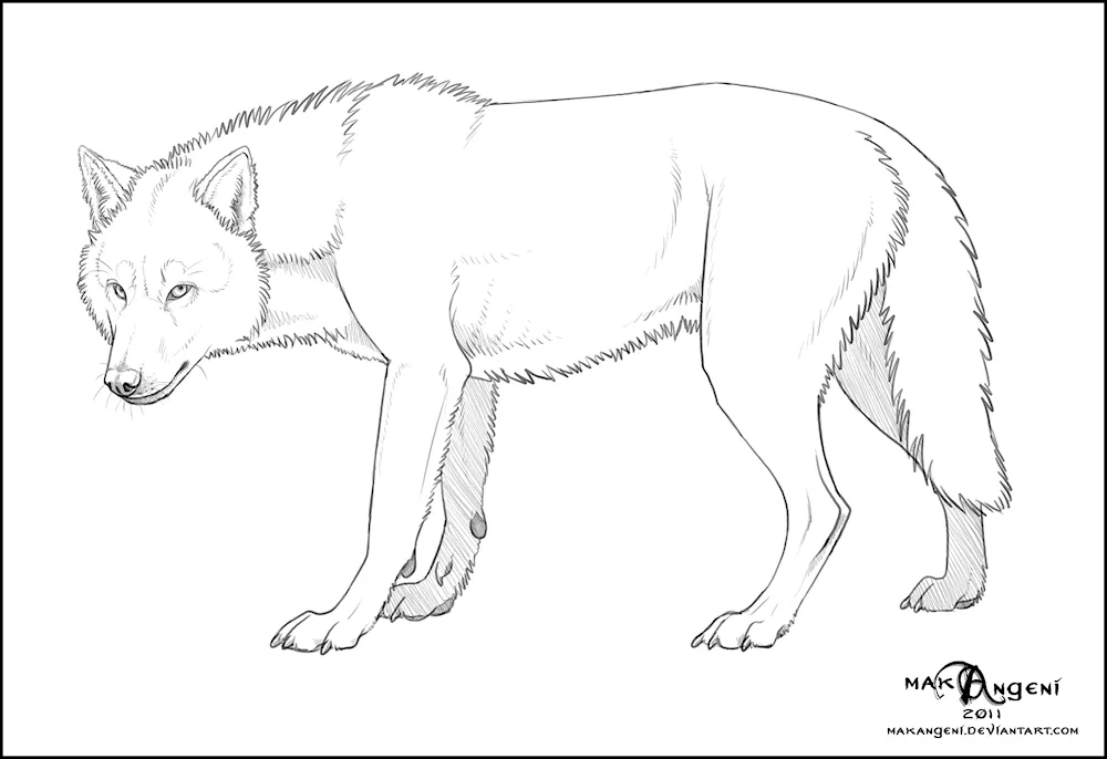 Wolf pencil drawing from the side