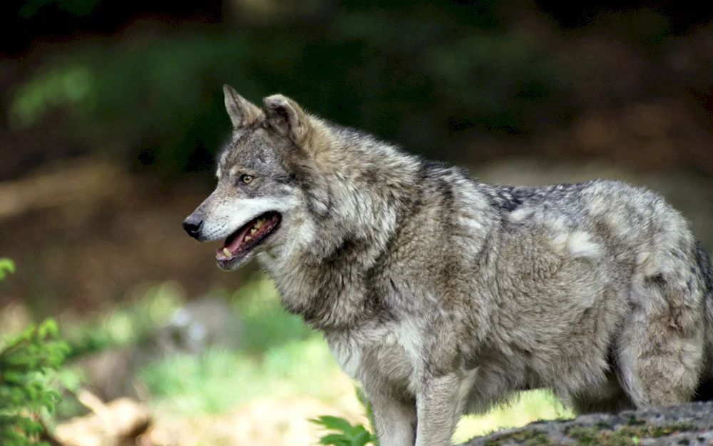 Wolf with cubs - Wolf's Lair