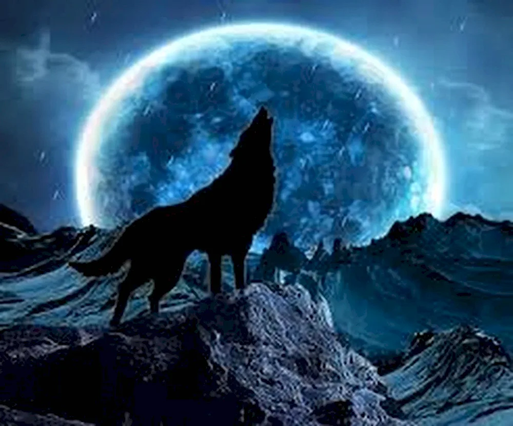 Wolf howling at the moon