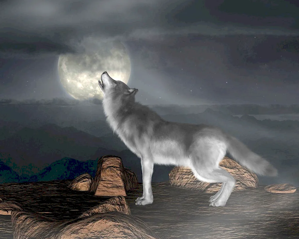 Wolf in the night