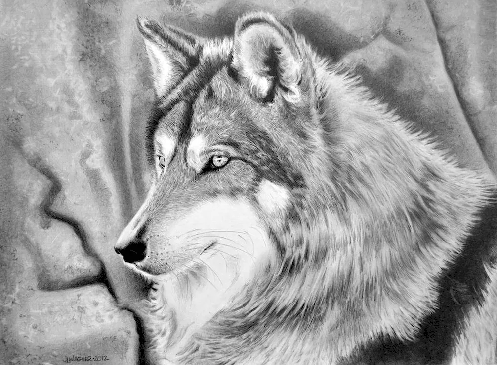 Wolf head in pencil