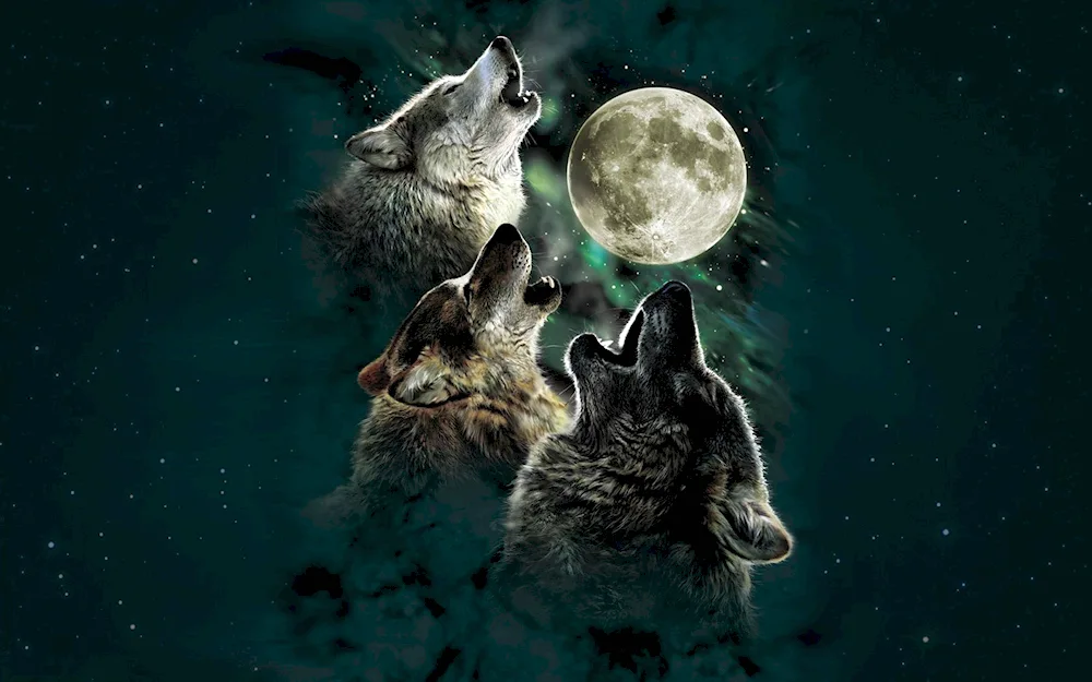 Wolf desktop wallpaper wolf