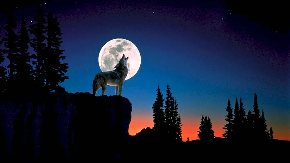 Wolf howls at the moon