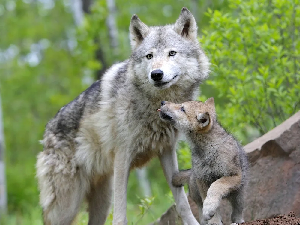 Mackenzie plains wolf