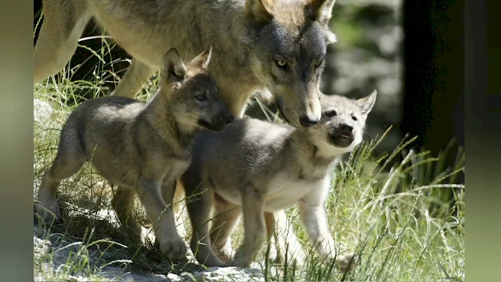 Wolf family with cubs