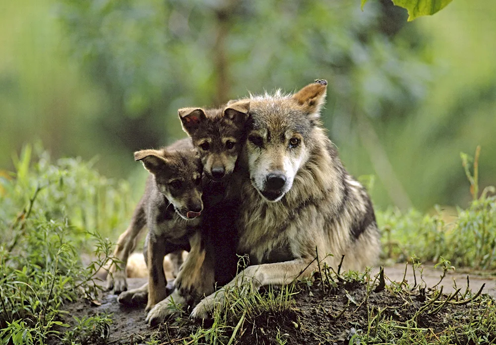 Wolf with cubs - Wolf's Lair