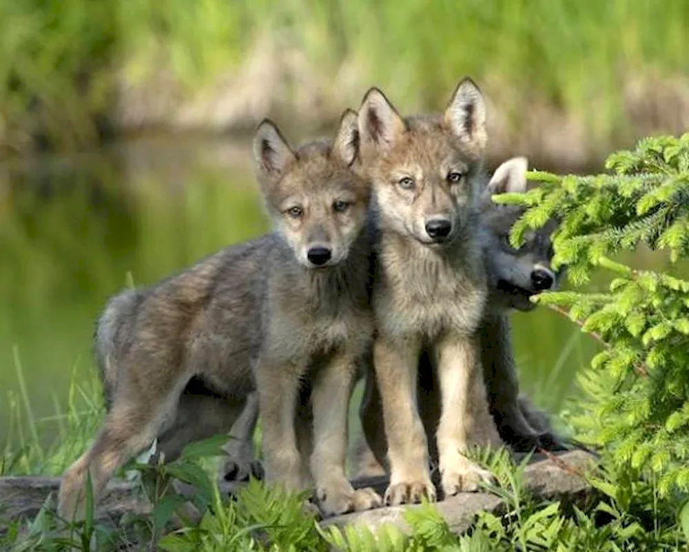 Jasper Park Wolf Pack