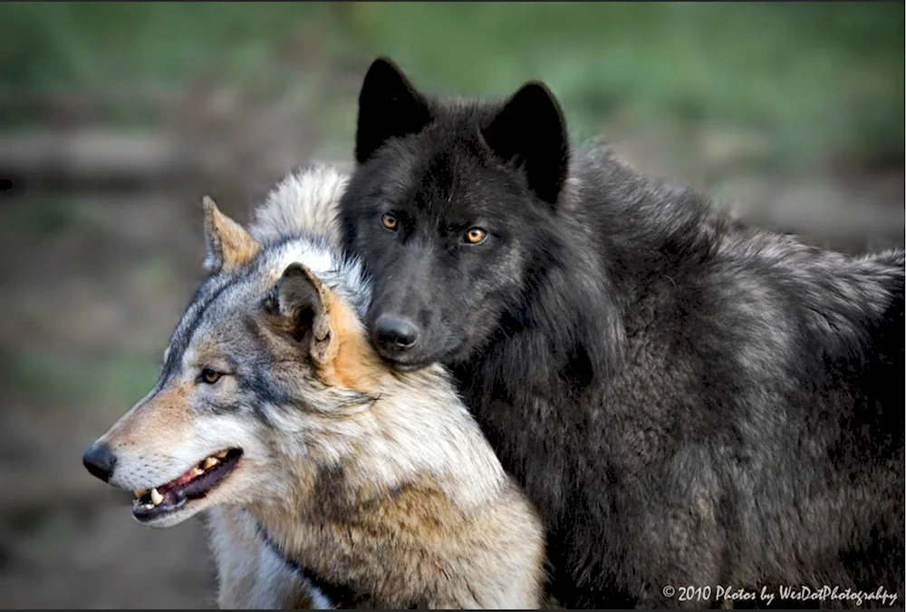 Volk Wolf white and black wolf