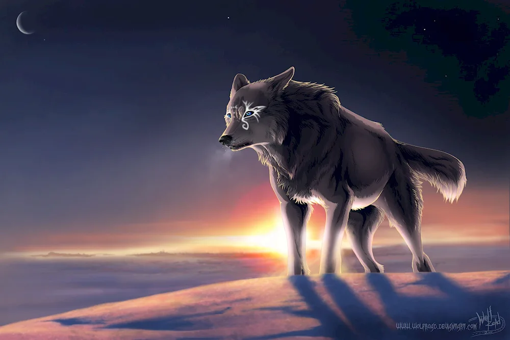 Beautiful wolf