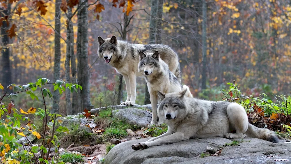 Wolf pack