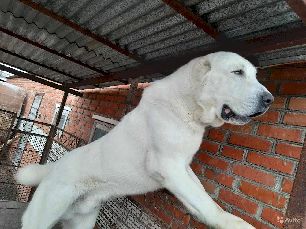 Wolfhound Caucasian alabai