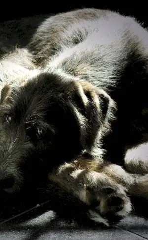 Wolfhound Dogs